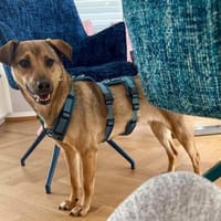 Cookie ist einfach nur zum Liebhaben 🐾, Hündin zur Adoption