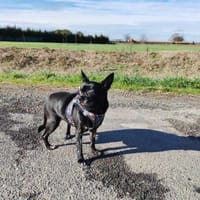 Chihui eine Zuckerschnute, Hündin zur Adoption