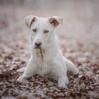 Baran möchte Ihre Familie bereichern?, Hund zur Adoption