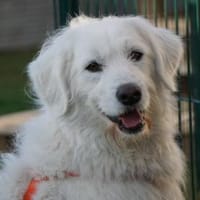 Darf Fuchur bei Ihnen wohnen?, Hund zur Adoption