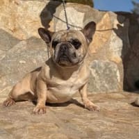 Murphy sehnt sich nach einem Zuhause, Hund zur Adoption