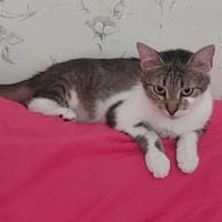 Lizzy Kleine Prinzessin sucht  Zuhause, Katze zur Adoption