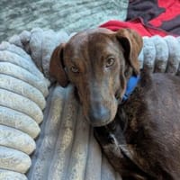 Ermöglichen Sie Dante ein schönes Leben?, Hund zur Adoption