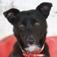 Misty, geb. ca. 11/2023, 47574 Goch, Hündin zur Adoption