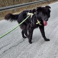 BAKU - geb.ca. 04/2022 - Hütehund Mix, Hund zur Adoption