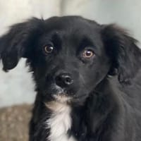 Pingu, geb. 09/2025, 21391 Reppenstedt, Hund zur Adoption