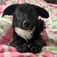 Pio möchten Ihnen sein Vertrauen geben, Hund zur Adoption