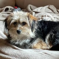 Cuki  in 94137 Bayerbach, Hündin zur Adoption