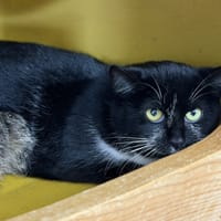 Arista CAB5302, chatte à adopter