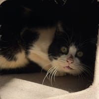 Nash CAB5307, chat à adopter