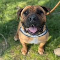 XENA, chienne à adopter