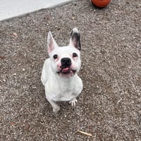 PAUPIETTE, chienne à adopter