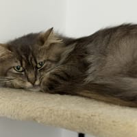 Sergio CAB5305, chat à adopter