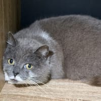 Nara CAB5288, chatte à adopter