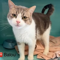 BALOU, chat à adopter