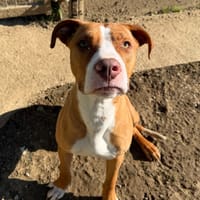 JACK, chien à adopter