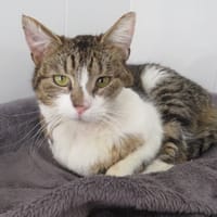 PIERROT, chat à adopter