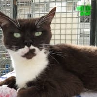 VANA, chatte à adopter