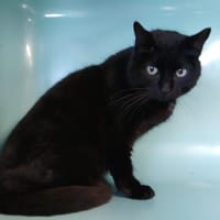 HORNET réservée, chatte à adopter