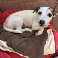 DAISY, chienne à adopter