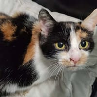 TASTY, chatte à adopter