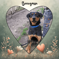 BEAUGOSSE, chien à adopter