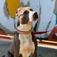 Nemo, chien à adopter