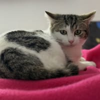 Léonardo CAB5306, chat à adopter