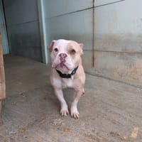 TYA, chienne à adopter