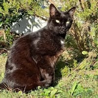 BILLY QCT, chat à adopter