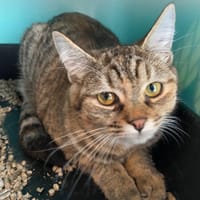 alibie, chatte à adopter