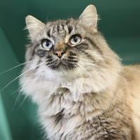 APACHE, chat à adopter