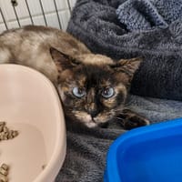 QUENELLE, chatte à adopter