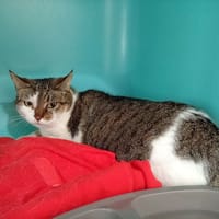 Jinnie (réservée), chatte à adopter