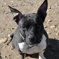 KHALEESI (en cours d'adoption), chienne à adopter