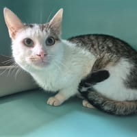 BERNIE, chat à adopter