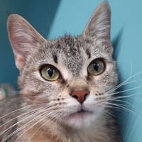 Gospel, chatte à adopter