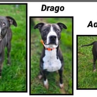 DRAGO, chien à adopter