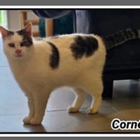 CORNELIUS, chat à adopter