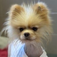 DIMOCHKA/YOUSHKA, chien à adopter