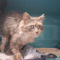 mimi, chatte à adopter