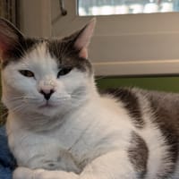 NIMBUS A17233, chat à adopter