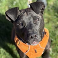 ROUKY, chien à adopter