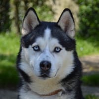 NORDMANN, chien à adopter