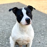 Django, chien à adopter