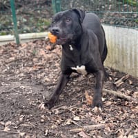 THANOS OAA19945, chien à adopter