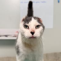 LAOCHI, chat à adopter