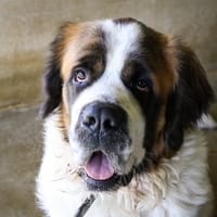 Ragnar, chien à adopter