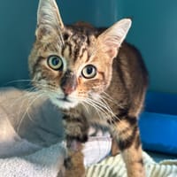 BROCOLI, chat à adopter