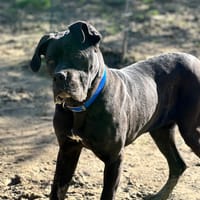 Talia, chienne à adopter